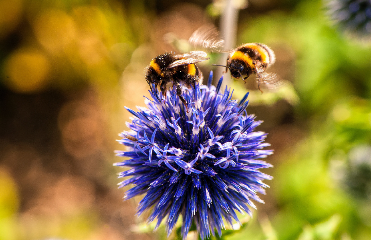 Bee on flowers 01