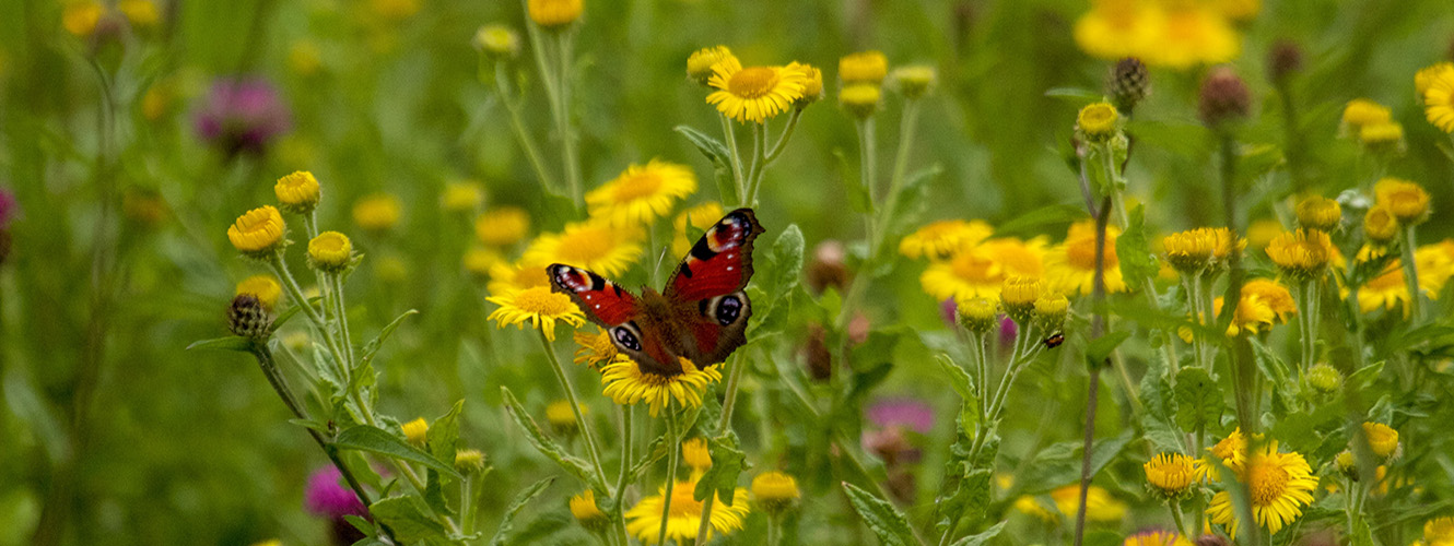 Butterfly on flowers 01